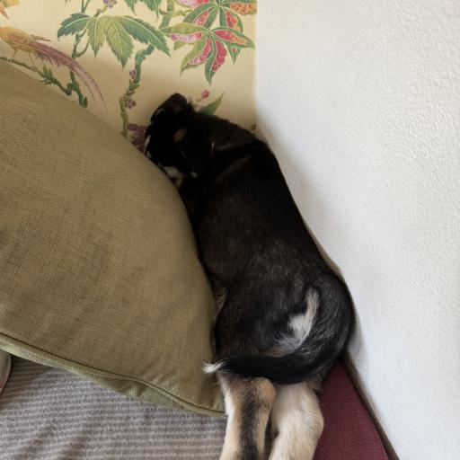 Bruno vergräbt sich